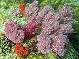 Colorful soft corals near Koh Rawi, Tarutao Park