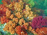 Colorful soft corals near Koh Rawi, Tarutao Park