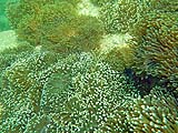 A large field of anemones, Tarutao Park