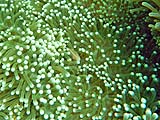 Shy anemonefish, Tarutao Park