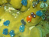 Christmas tree worms, Tarutao Park