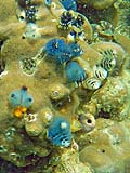 Christmas tree worms, Tarutao Park