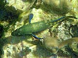 Peacock grouper, Tarutao Park