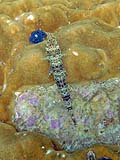 Reef lizardfish, Tarutao Park