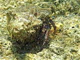 Unknown species of crab (?), Tarutao Park