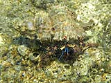 Unknown species of crab (?), Tarutao Park
