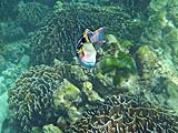 Sixbar wrasse, Tarutao Park