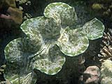 Large clam off Koh Rok Roy, Tarutao Park