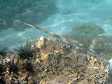 Cornetfish off Koh Rok Roy, Tarutao Park