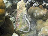 Pipefish off Koh Rok Roy, Tarutao Park