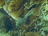 Black-spotted puffer, Tarutao Park