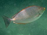 Java Rabbitfish, Tarutao Park