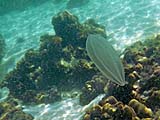 Dirigible-shaped jellyfish, Tarutao Park
