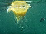 Dangerous jellyfish tentacles, Tarutao Park