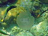 Jellyfish lunch, Tarutao Park