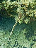Possible worm (?), Tarutao Park