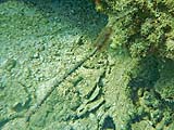 Possible worm (?), Tarutao Park