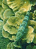 Reef Lizardfish, Tarutao Park