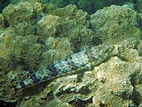 Reef Lizardfish, Tarutao Park