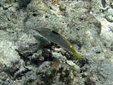 Checkerboard Wrasse, Tarutao Park