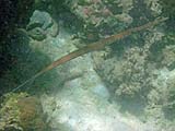 Cornetfish, Tarutao Park