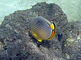 Indian Redfin Butterflyfish, Tarutao Park