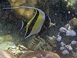Moorish Idol, Tarutao Park