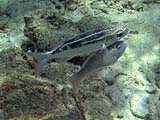Striped Monocle Bream (and friend), Tarutao Park