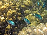 Unknown Damselfish (?), Tarutao Park