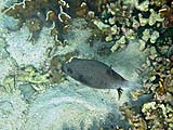 Black-spotted Puffer, Tarutao Park