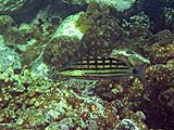 Checkered Snapper, Tarutao Park