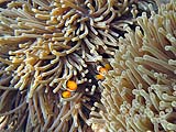 Clown Anemonefish, Tarutao Park