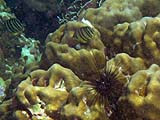 Eight-Banded Butterflyfish, Tarutao Park