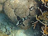 Harlequin Sweetlips, Tarutao Park