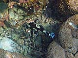 Harlequin Sweetlips, Tarutao Park