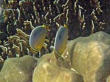 Indian Redfin Butterflyfish, Tarutao Park