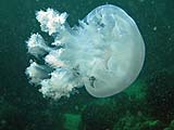 Jellyfish, Tarutao Park