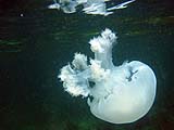 Jellyfish, Tarutao Park