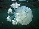 Jellyfish, Tarutao Park