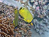 Latticed Butterflyfish, Tarutao Park
