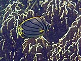 Meyers Butterflyfish, Tarutao Park
