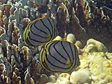 Meyers Butterflyfish, Tarutao Park