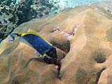 Powder Blue Surgeonfish, Tarutao Park