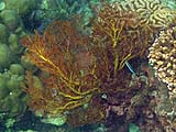 Seafan, Tarutao Park