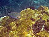 Striped Surgeonfish, Tarutao Park
