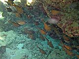 Sweepers And Squirrelfish, Tarutao Park