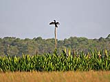 Cormorant drying its wings at Thale Noi