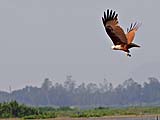 Sea eagle (Brahminy Kite) in flight at Thale Noi