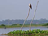 Observant sea eagle (Brahminy Kite) at Thale Noi
