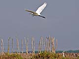 Egret in flight at Thale Noi